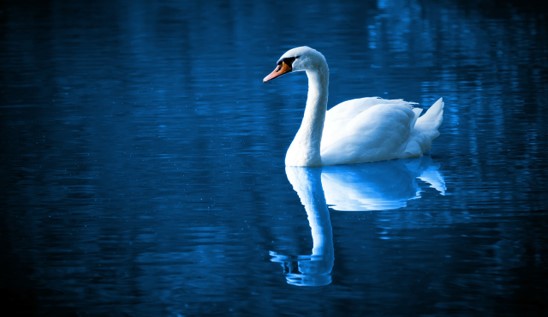 swan swan